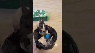 Crazy Moments Adorable Rabbits #rabbit #bunny #pets #animals #petcare #petvideos #fyp #shorts