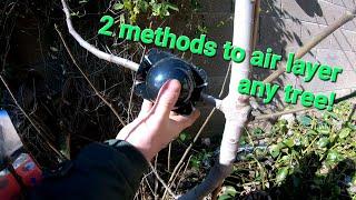 How to air layer any tree, super easy step by step!