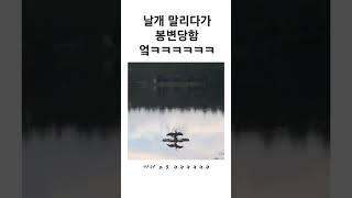 날개 말리다가 봉변당함 ㅋㅋㅋㅋㅋㅋㅋㅋ