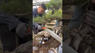 지광원 파주 이광수6478#분재 #bonsai #盆栽 #지광원 #백석문화대학교 #이광수 #대한민국나무일등 #파주#worldtourbonsai️