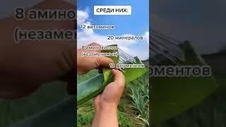 Алоэ Вера.Истинное алоэ.Чудотворное растение.Продукция LR. Aloe Vera. Ольга Битнер, тел. 89043810567