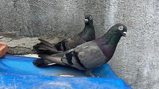 kafeelloft my live  top quality of pigeon full video ️#trending #birds #highflyerpegion #live