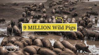 The WILD PIG CRISIS: America's Worst Invasive Mammal, Explained