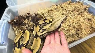 Beautiful Guyana true red tail boa in bio active humid hide with isopods…