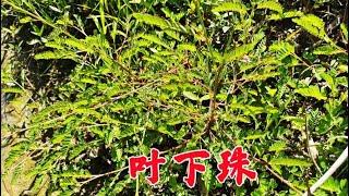 农村的植物“叶下珠”，现在越来越难找了，遇到挖点回家晒干备用