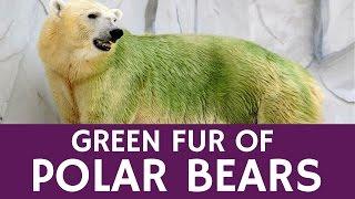 Why Some Polar Bears Turn Green – Animal Facts and Data
