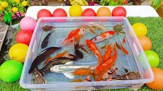 Unboxing Ikan Cupang, Ikan Lele, Channa, Guppy, Koi, Memphis, Hias, Ikan imut, kucing lucu, Fish