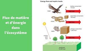 Flux de matière et d'énergie dans un écosystème - Première Spécialité SVT