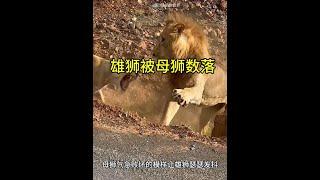 雄獅與心儀的母獅敘舊，豈料卻被原配夫人撞見！實在太慘了！ #動物世界看人生百態 #獅子 #動物世界精彩片段 #神奇動物在這裡