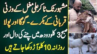 TikToker Ali Mughal Ke Qurbani Ke Bakre - Subha 3 KG Milk Me Daal Or Daily 10 KG Peach Khaa Jate Hai