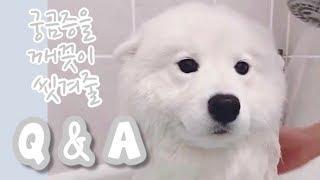 개인소장 영상들 대 방출! 모카우유 Q&A (사모예드 털빠짐, 캐나다 반려동물 문화, etc.)