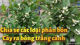 Chia sẻ các loại phân đất,phân bón hột cho cây ăn trái trồng trong chậu. Cây ra bông trắng cành..