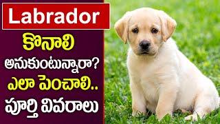 మీరు లాబ్రాడార్ ను పెంచాలనుకుంటున్నారా ? | Labrador Dog Facts in Telugu | PlayEven