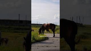 Хайбуллинский район / Башкортостан #башкирия #башкортостан