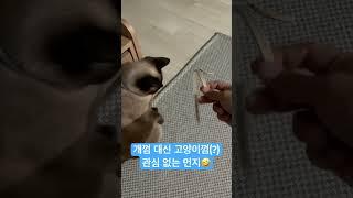 고양이껌(?)에는 관심 없는 먼지#shorts