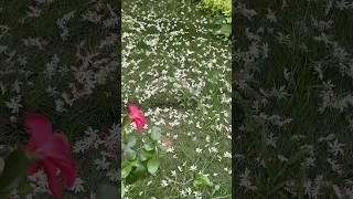 Jugrafiya | Sundar aangan #shorts