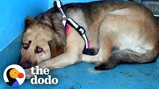 Rescue Dog Hides In The Corner Until The Right Person Comes Along | The Dodo Faith = Restored