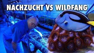 Nachzucht vs Wildfang - Das ist meine Meinung!