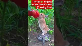 #funny #Tortoise Helping Hungry Rabbit, But They Couldn't Share - Watch the Heartwarming Struggle!