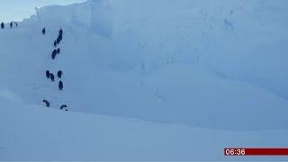 Film crew helps penguins (Antarctica) - BBC News - 19th November 2018