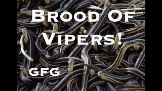 Brood Of Vipers!