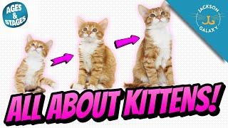 All About Kittens: Kitten Growth Stages & Milestones!