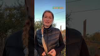 Готовим многолетники к  Зиме 