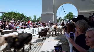 Images of Waco: Suspension Bridge Reopening