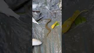 net main fasgaya jahrila snake (173) hindi fishing vlog || hindi village fishing video ||