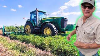 Dad Digging Up Peanuts