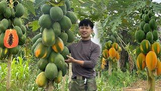 2 Years Alone in the Forest. Harvesting papaya fruit to market sell. Make nest chickens to lay eggs