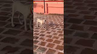 Thanks to 5k Views#shorts#short#bobby#viral#funny #viralvideo#dog#labrador #youtubeshorts#funnydogs