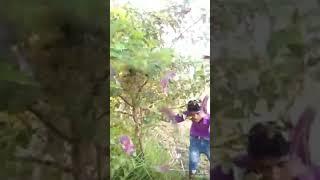 Piyush Komal 258(4)