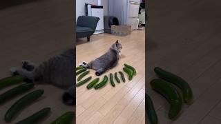 Gatos e Pepinos #shorts #cat ##pets #petcat #pepino