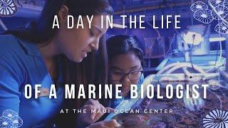 A Day in the Life of a Marine Biologist in Hawaii