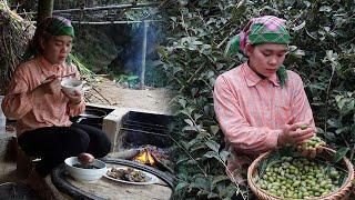 peaceful life - harvesting loquats to sell. cooking alone | Lý Tử Tiên