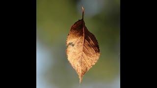 Autumn Leaves / Kerel Boehlee Trio