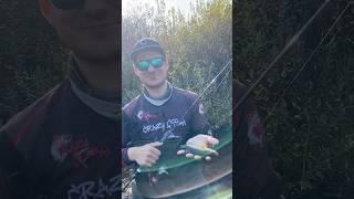 Первая в жизни форель идёт домой #fishing