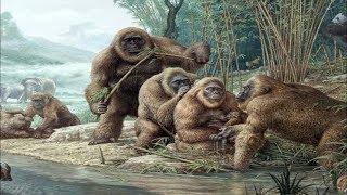 Gigantopithecus - Der Größte Affe Aller Zeiten / Dokumentation