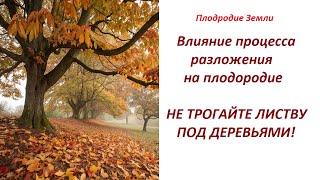 Как деревья сами себе создают плодородие? №678/24