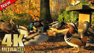 Ducks Quacking and Feeding by the Lake - Nature Relaxation Video - No Music - 4K