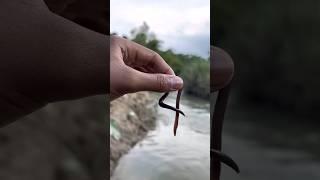 Survival skill: water purification in the wild #camping #survival #outdoors #bushcraft