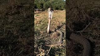indian spectacle cobra #snakerescueteam #viralshort #cobra #snake