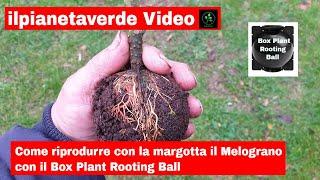 Come riprodurre con la margotta il Melograno ( Punica Granatum) con il Box Plant Rooting Ball