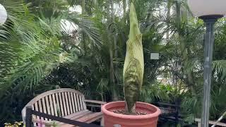 Introducing Frederick The Corpse Flower