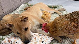 So funny cute!cat brought the chicks to the dog to take care of.hen came to fight for the chicks