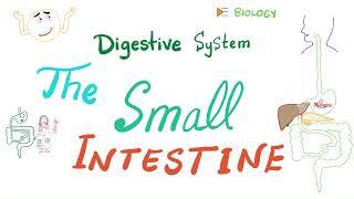 Digestion & Absorption in the Small Intestines  - Anatomy and Physiology