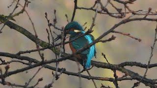 Ptaki nad rzeką / Birds at the river