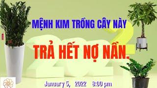 Mệnh Kim Hợp Cây Gì Nhất? Top  Cây Phong Thủy Cho Người Mệnh Kim Hút Nhiều Tài Lộc.