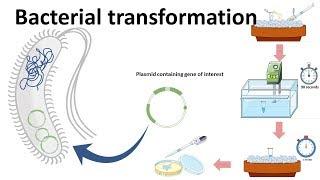 Bacterial transformation